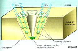 A Photosystem: A light-harvesting cluster of photosynthetic pigments present in the thylakoid membrane of chloroplasts.